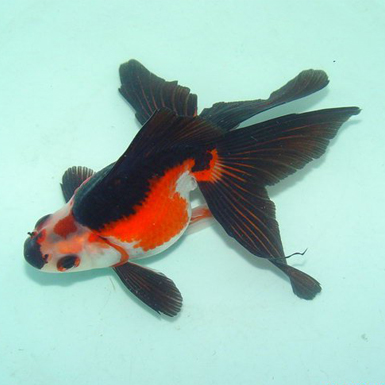 riukin 3 colori