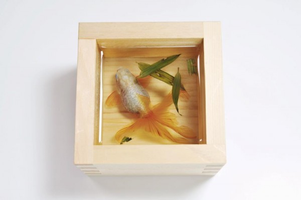 goldfish 3 600x398