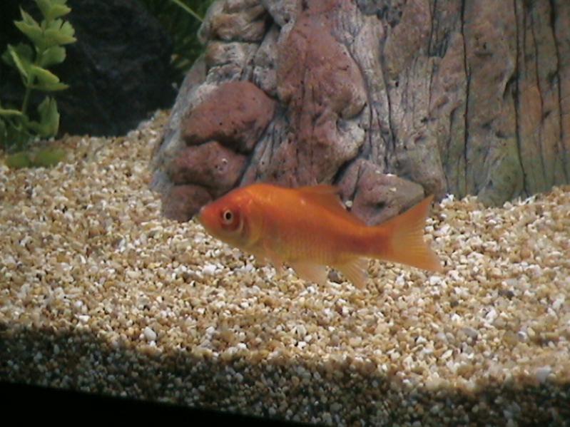 Il primo pesce inserito in acquario per facilitare la formazione delle varie famiglie di batteri....