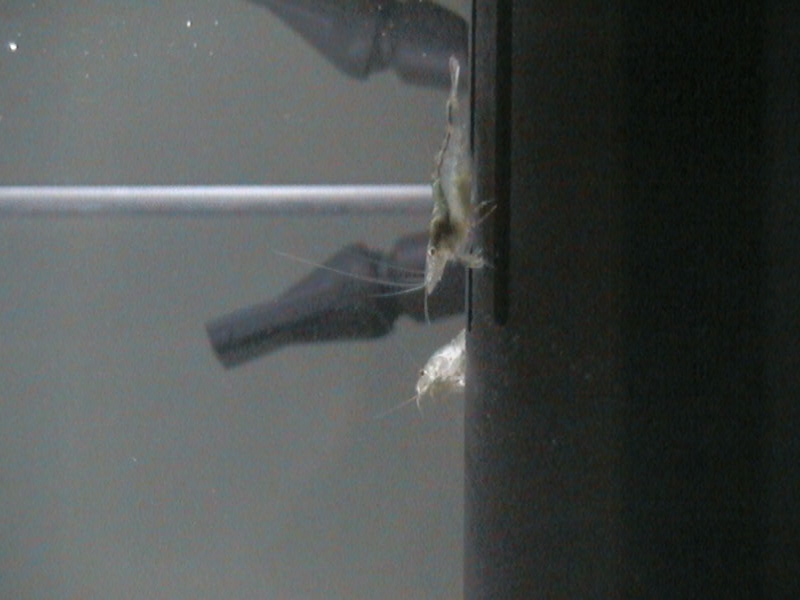 Questi gamberetti mi erano molto utili nel mantenere l'acquario maggiormente pulito.