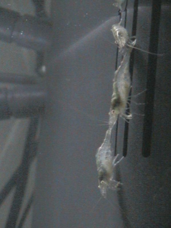 Questi gamberetti sono stati inseriti solo per aiutarmi a liberare l'acquario da delle alghe fastidiosissime!!