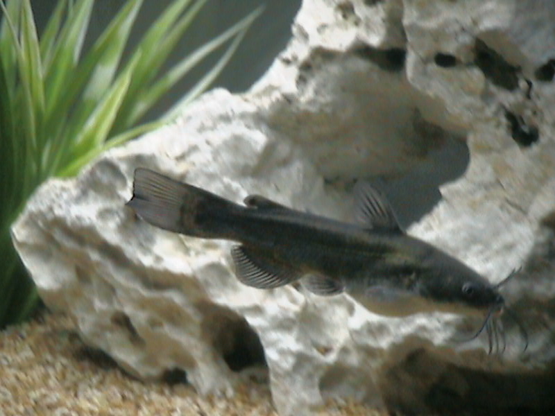 Questo  il mio bel pesce gatto, qui era stato inserito da pochi giorni. Inutile aggiungere che aveva appena finito di mangiare........