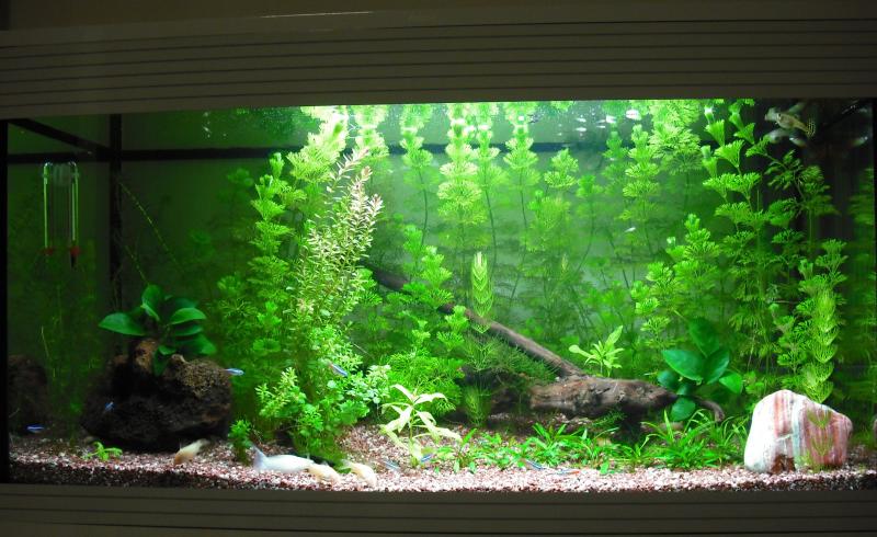 acquario giugno