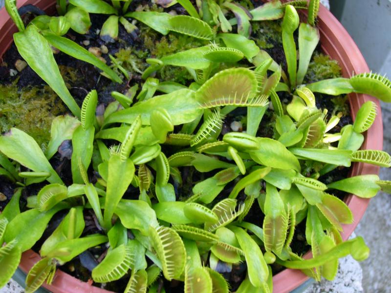 Dionea muascipula