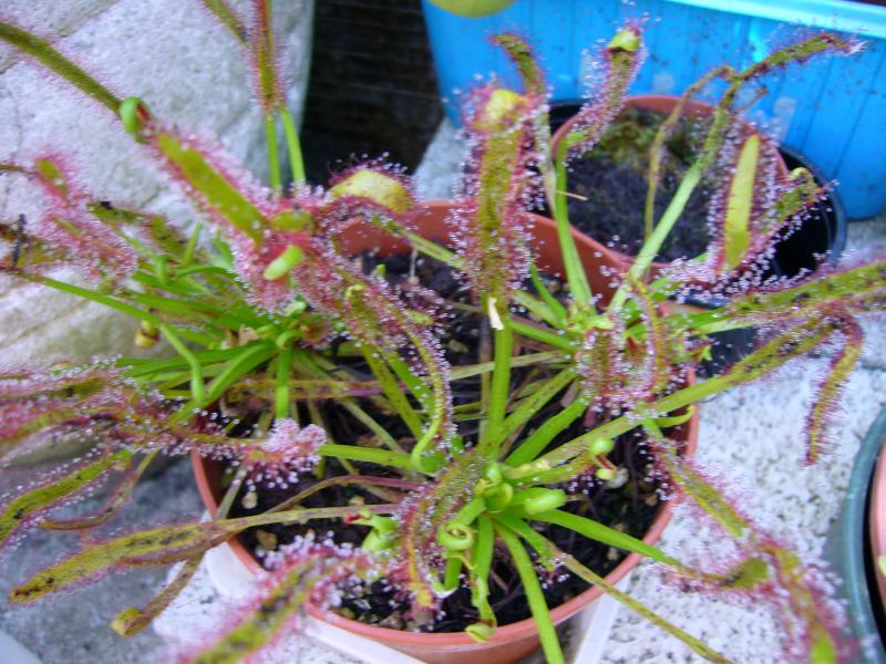 Drosera capensis