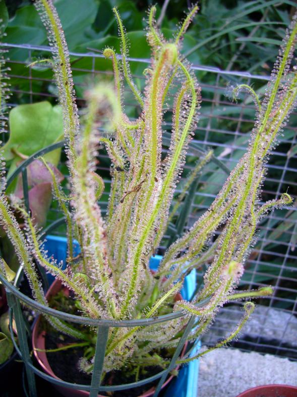 Drosera filiformis