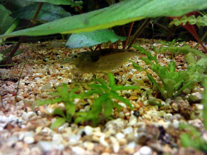 Caridina multidentata