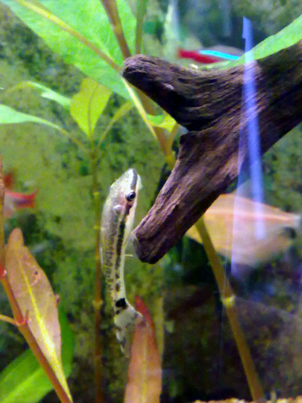 Otocinclus