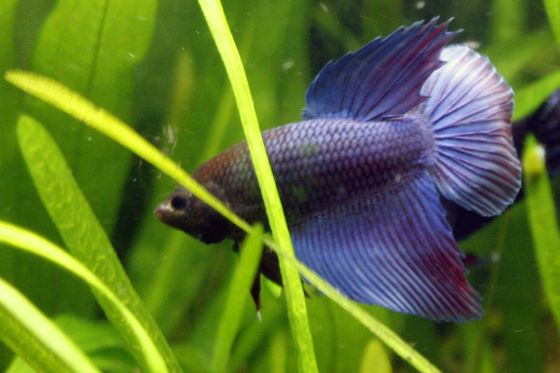 Betta splendens