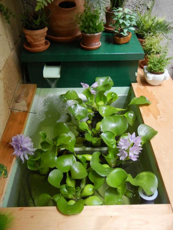 Giacinti d'acqua in fiore, nella vasca per fitodepurazione, unita a seguire al filtro biologico.
