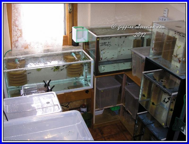 Fish Room.