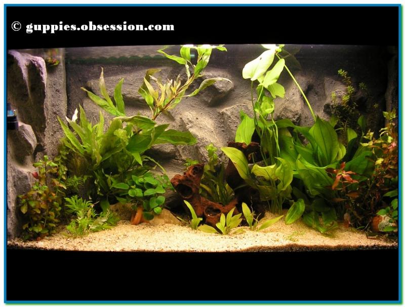 Set up 200l.