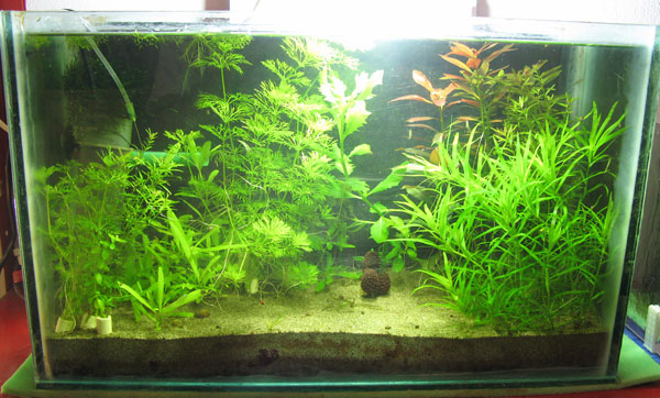 acquario 20 litri
