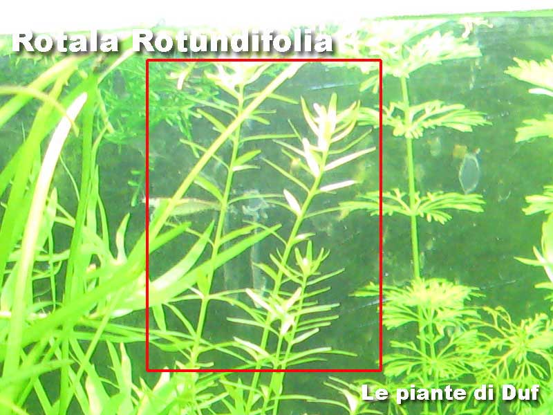 rotaladuf