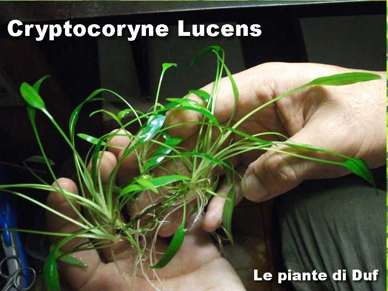 lucensduf