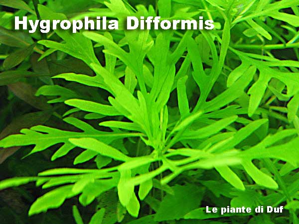 difformisduf