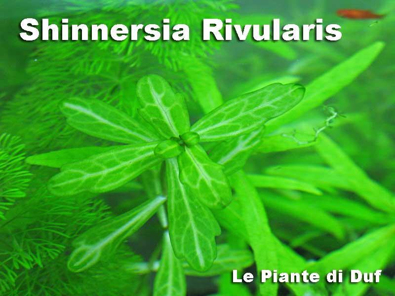 shinnersiaduf