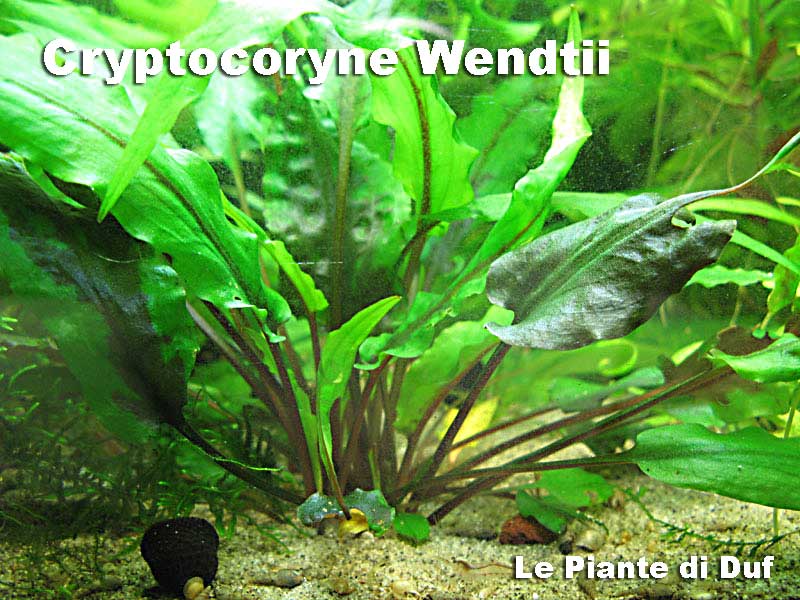 cryptowenduf