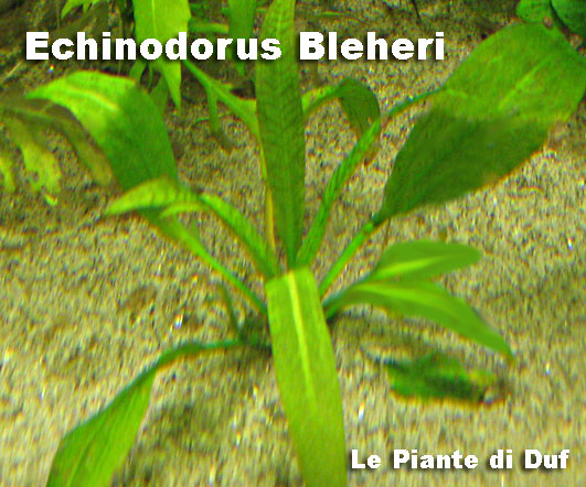 echinoduf