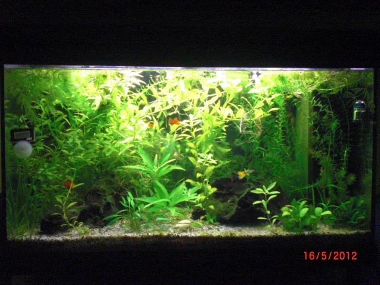 acquario al 16 05