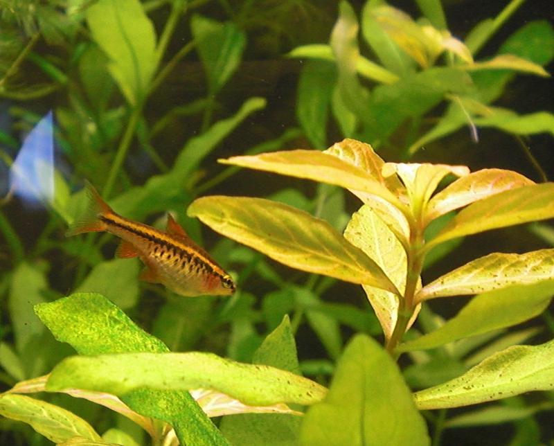 titteya f e polysperma