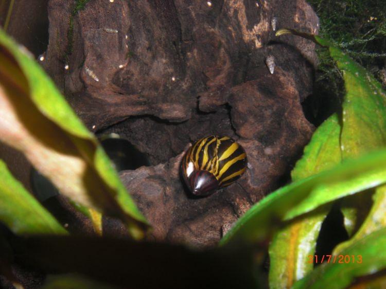 neritina