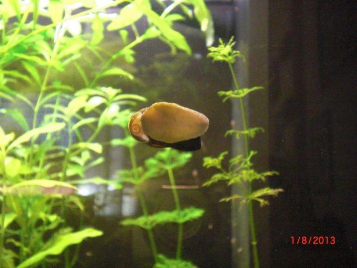 neritina piede