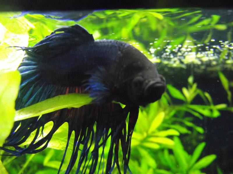 Betta Maschio