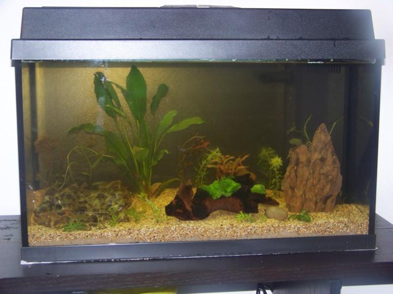 10/01/2012
Acquario appena allestito