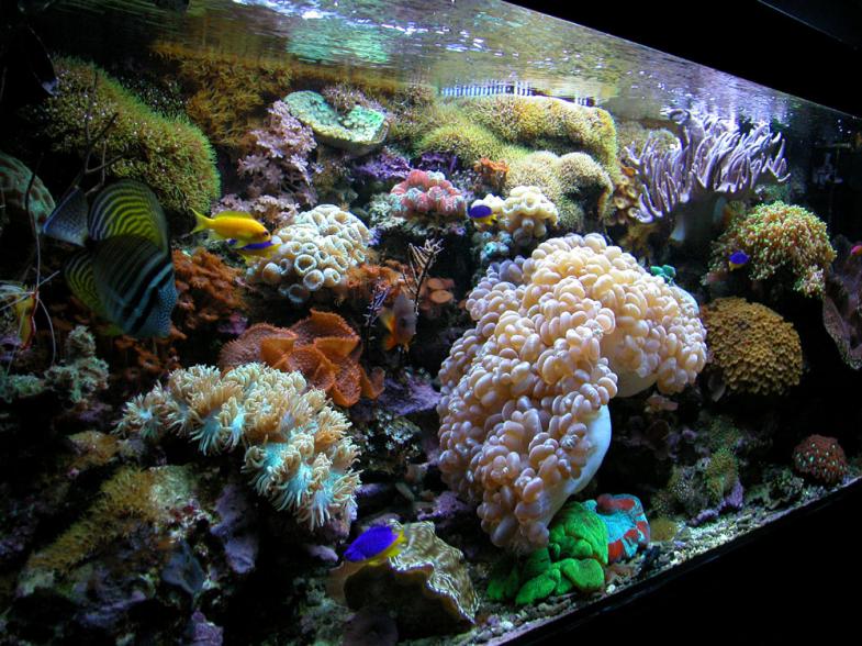 acquario 3