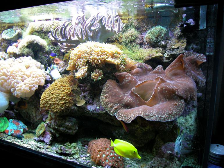 acquario 4