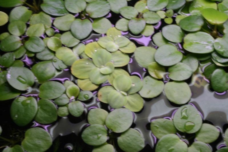 Pistia e Limnobium