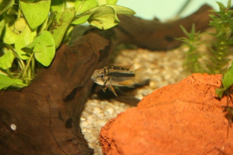 Apisto cacatuoides Femmina