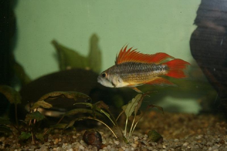 Apisto Cacatuoides Maschio
