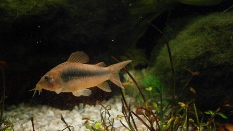 Cory