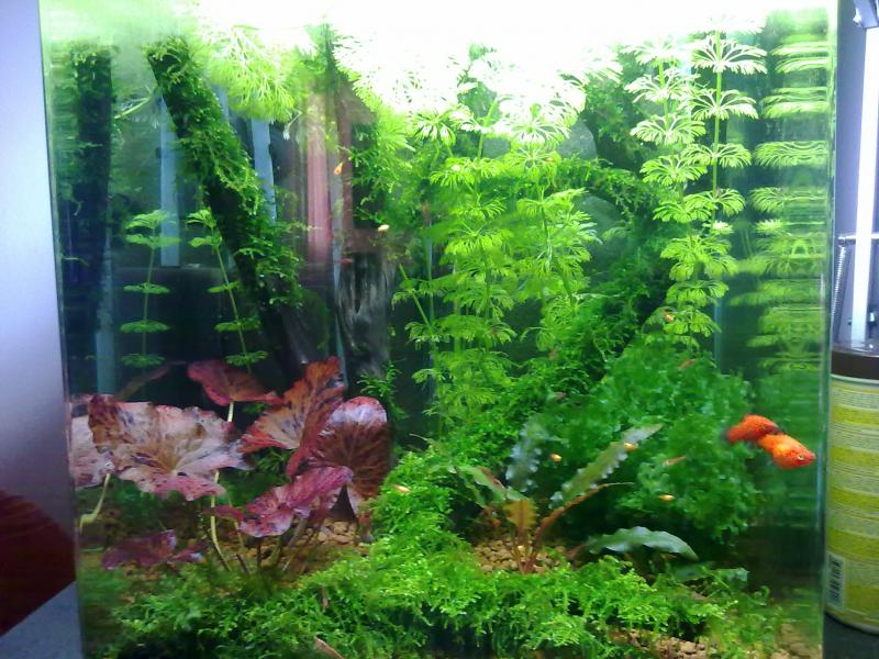 vasca per selezione platy