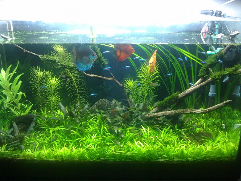 ex vasca con discus