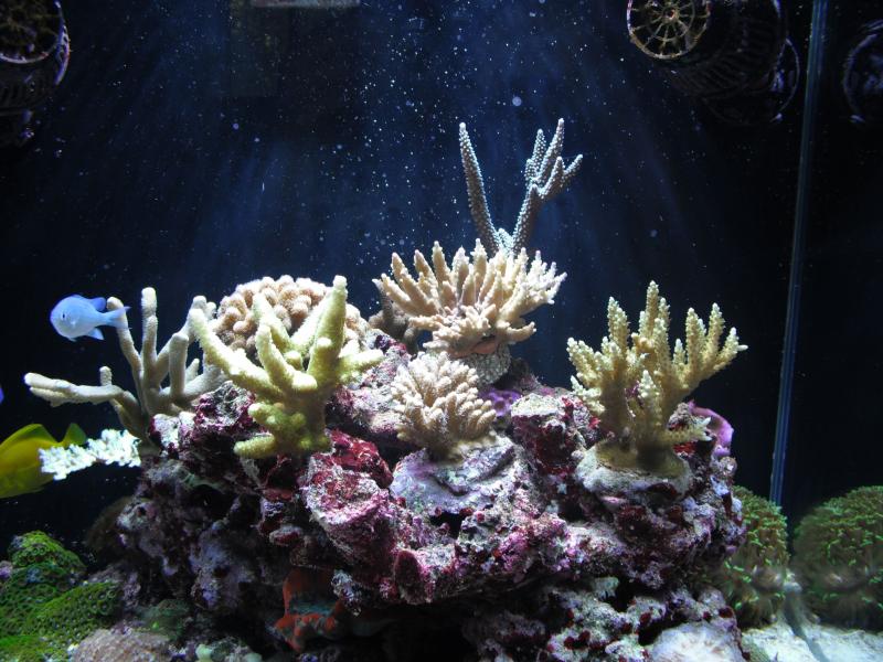 tricolor1