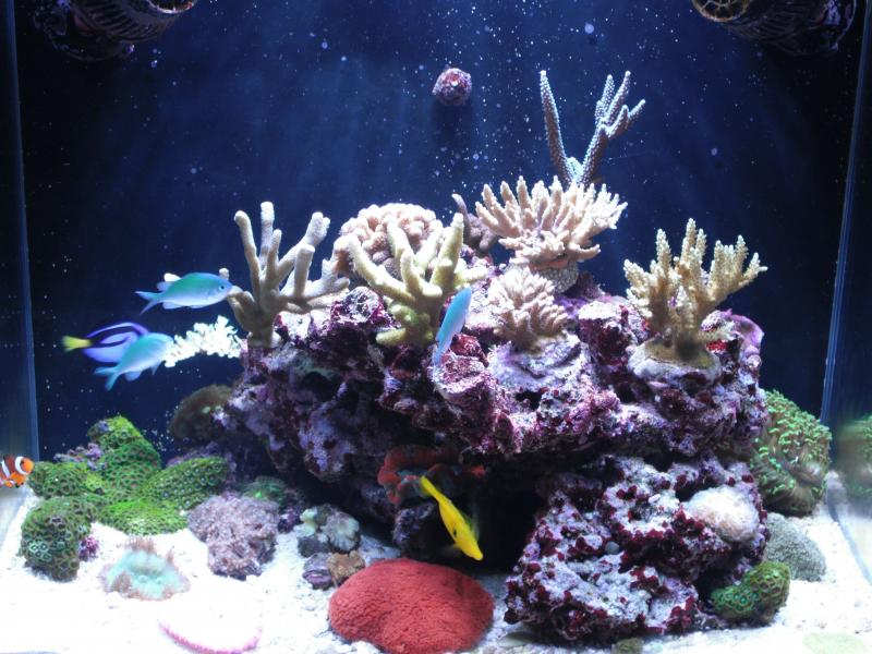 tricolor2