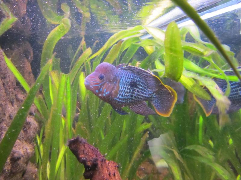 Aequidens Rivulatus