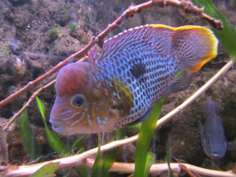 Aequidens Rivulatus 2