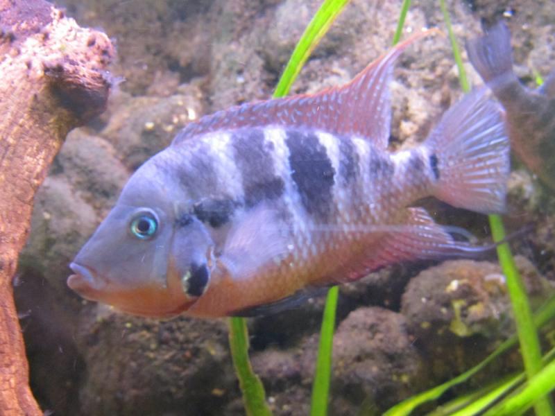 Torichtys Meeki