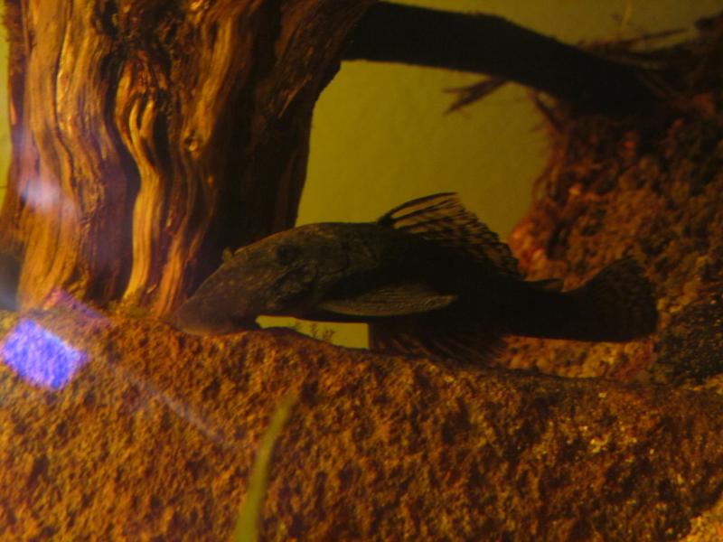 Ancistrus femmina