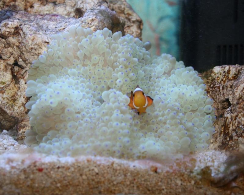 Acquario 002