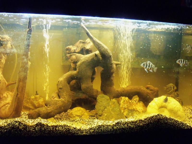 1 coppia di steatocranus casuarius e 6 frontosa