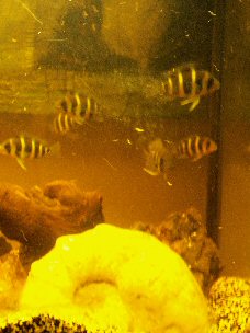 frontosa