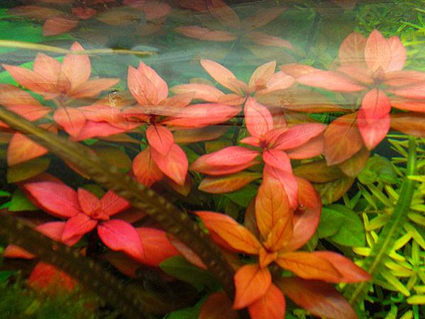 Particolare di Ludwigia Repens