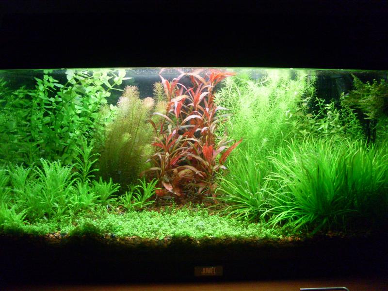 Al top! Raggiunto l'obbiettivo di avere un bell'acquario di piante 14 12 2011