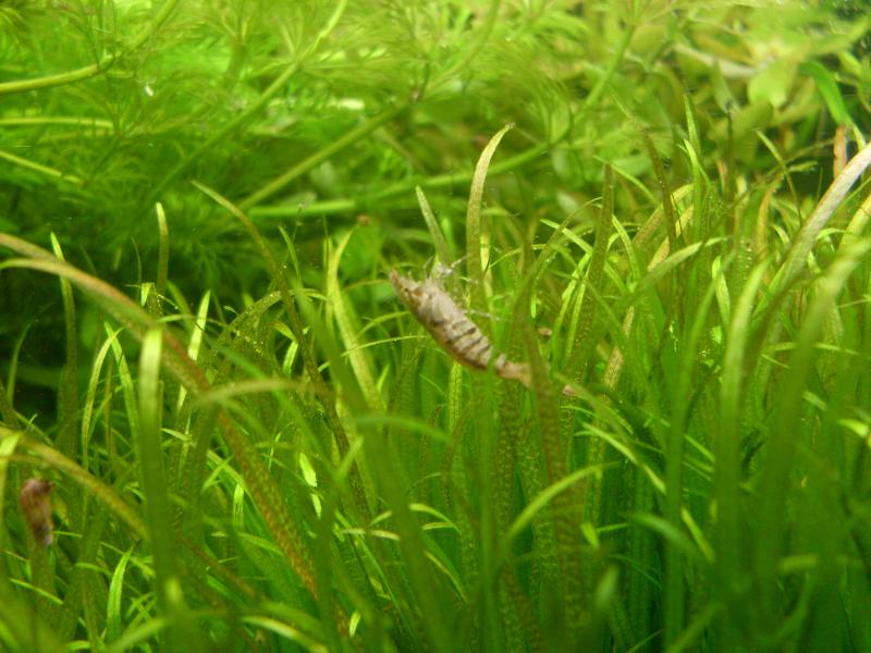 Caridina babaulti zebra