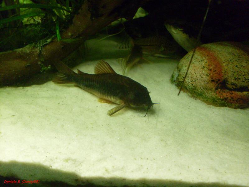 Corydoras 'black' venezuela (2)